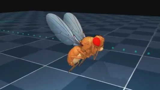 DeepMind 通过神经网络建立果蝇全身物理仿真