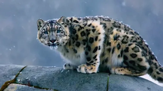 Luma 发布新一代视频生成模型 Ray2