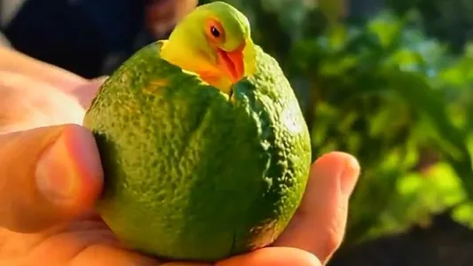 AI 特效视频：橘子孵化出的小鸟